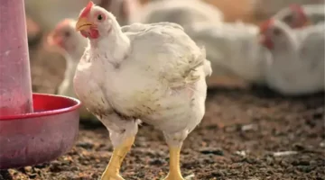 تحديثات الأسعار.. بورصة الدواجن تعلن تكلفة الفراخ البيضاء في تعاملات السبت بالأسواق المحلية